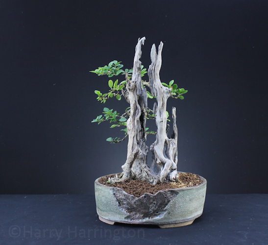 Privet Bonsai Carving 3 Trunks Into 1